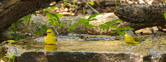Blue-winged Warbler & Nashville Warbler