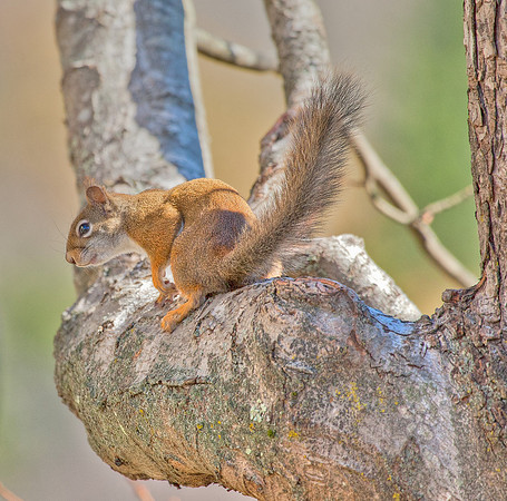 American Red Squirrel