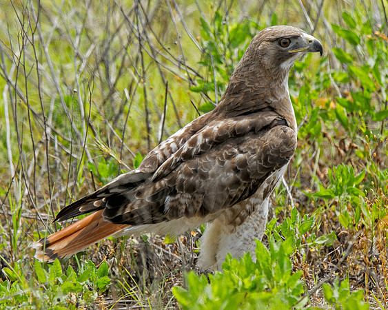 Red-tailed Hawk