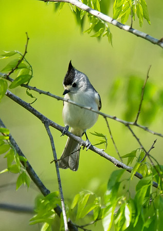 Black-crested Titmouse