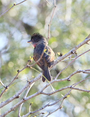 Rose-throated Becard