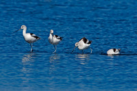 American Avocets