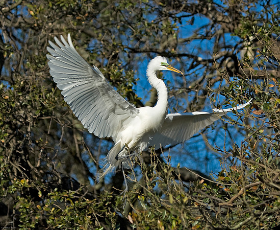 Great Egret