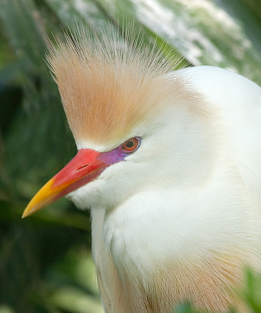 Cattle Egret (Breeding)