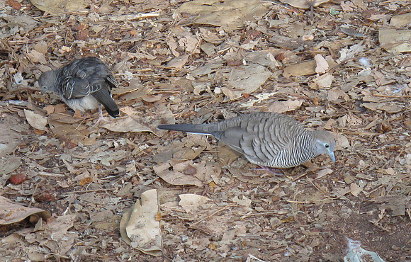 Zebra Dove