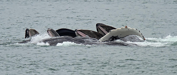 Humpback Whales bubble-netting.