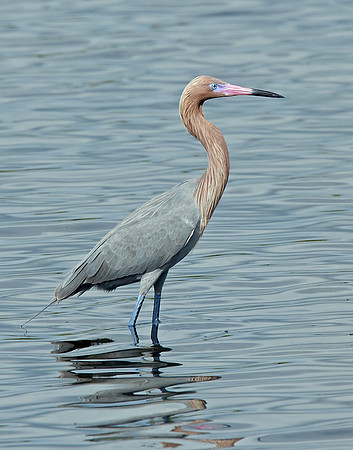 Reddish Egret