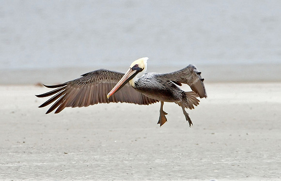 Brown Pelican