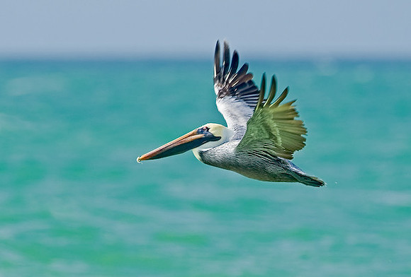 Brown Pelican