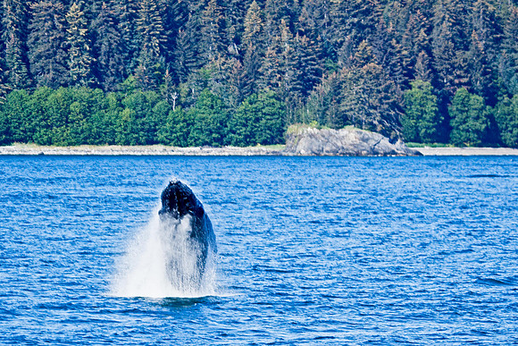 Hump-backed Whale