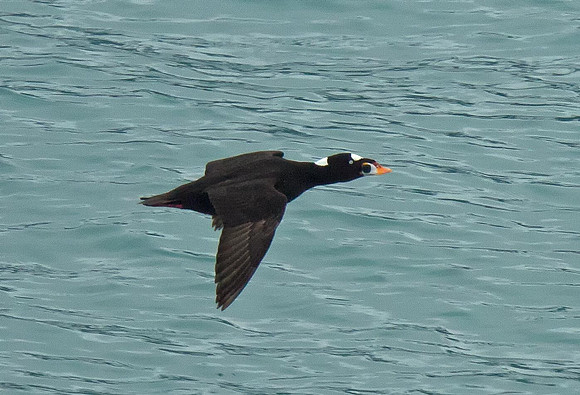 Surf Scoter