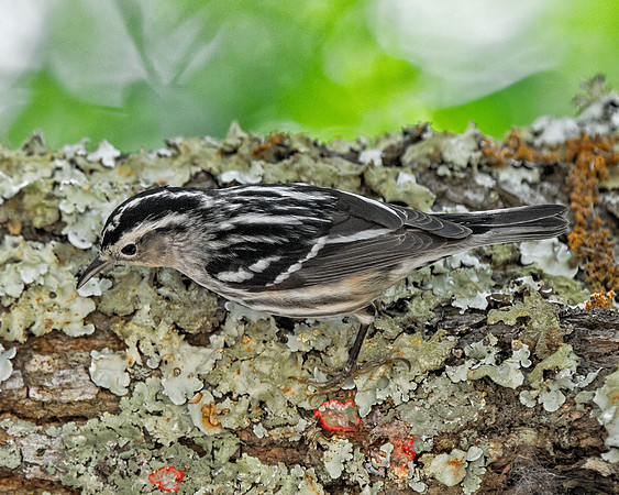 Black-and-white Warbler (F)