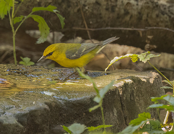Blue-winged Warbler