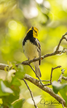 Black-throated Green Warbler