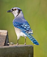 Jays