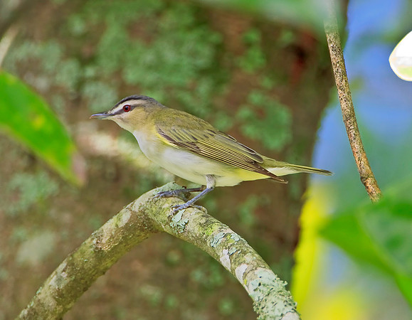 Red-eyed Vireo
