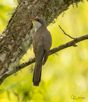 Yellow-billed Cuckoo
