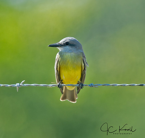 Tropical  Kingbird