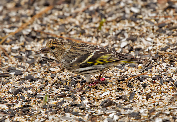 Pine Siskin (M)