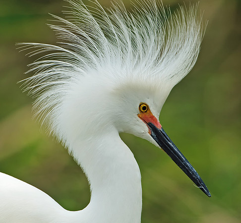 Snowy Egret