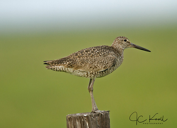 Willet (Eastern)