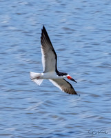 Black Skimmer