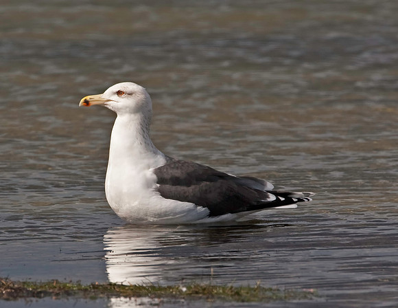 Great Black-backed Gull