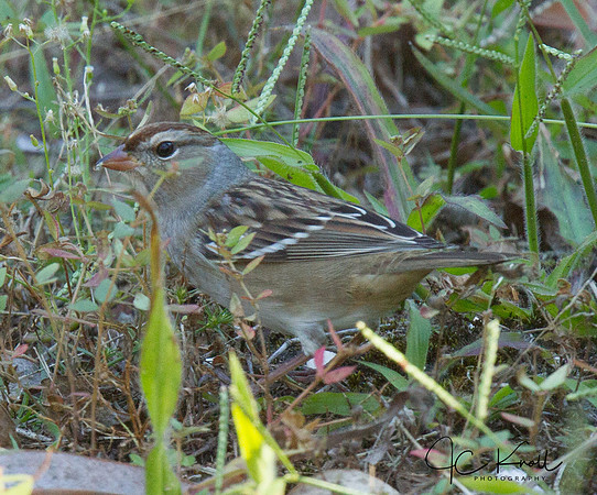 White-crowned sparrow (1st winter)
