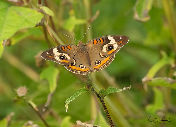 Common Buckeye