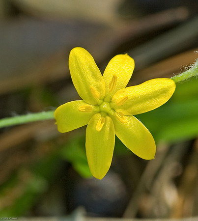 Yellow Star-grass