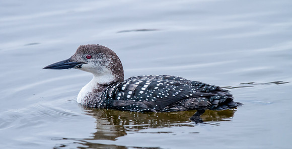 Common Loon