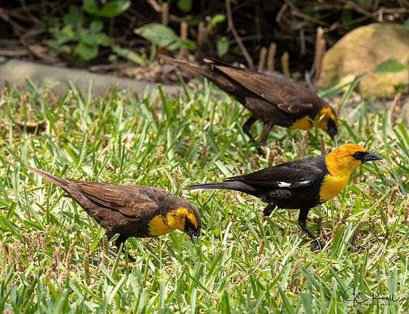 Yellow-headed Blackbird