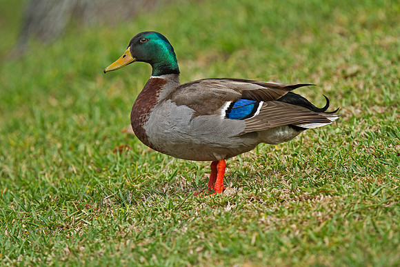 Mallard (M)