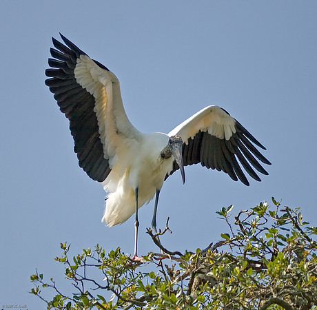 Wood Stork