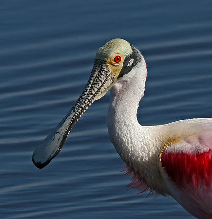Roseate Spoonbill