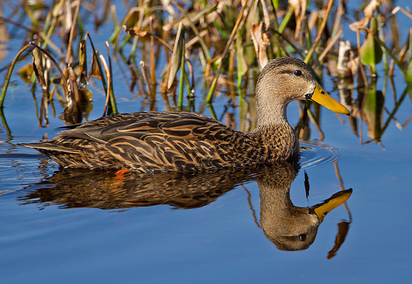 Mottled Duck (M)