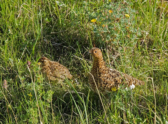 Willow Ptarmigan