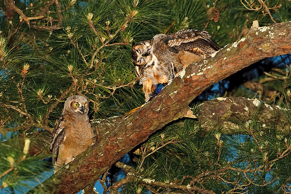 Great Horned Owl & Owlets