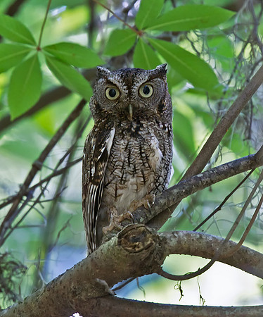 Eastern Screech-owl