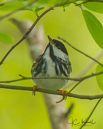 Blackpoll Warbler