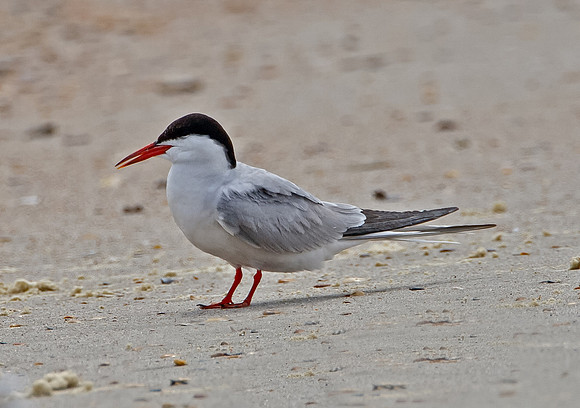 Forster's Tern