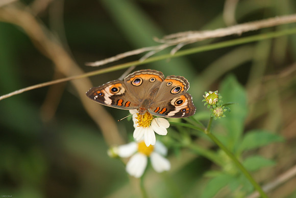 Common Buckeye