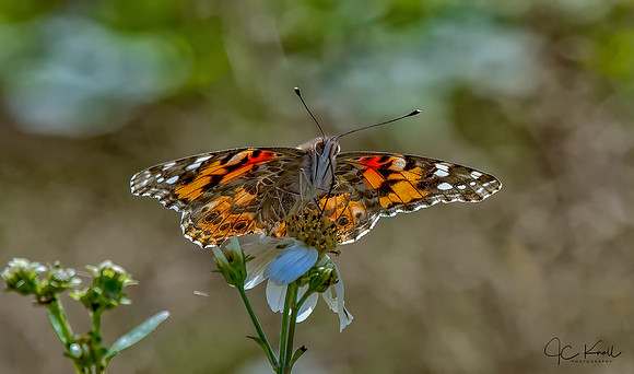 Painted Lady