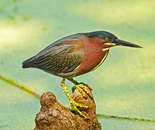 Green Heron
