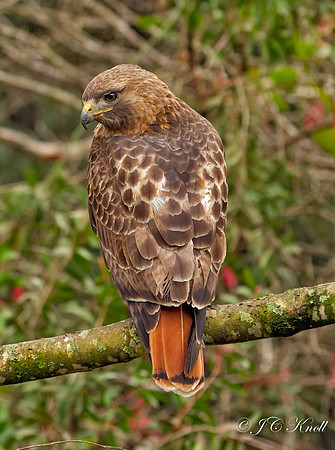 Red-tailed Hawk