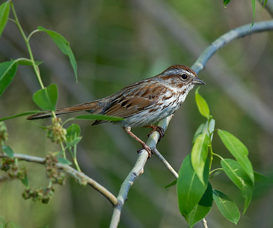Song Sparrow