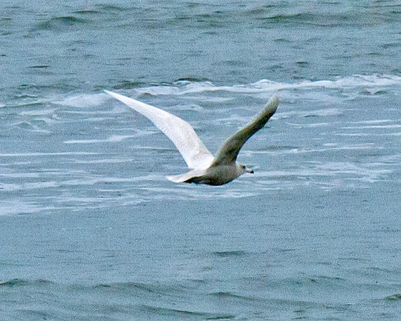 Glacous Gull