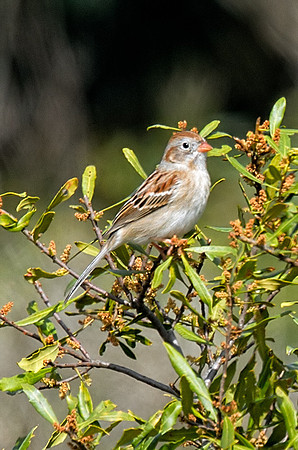 Field Sparrow