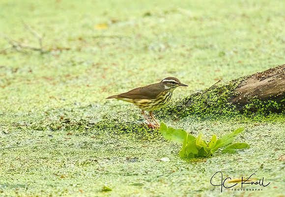 Louisiana Waterthrush