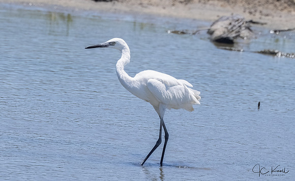 Reddish Egret (White morph)